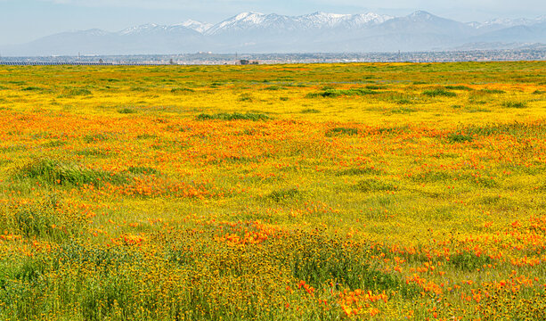 Wildflowers superbloom in Antelope Valley