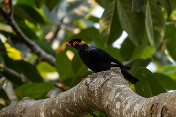 Common hill myna or Gracula religiosa observed in Rongtong in West Bengal, India