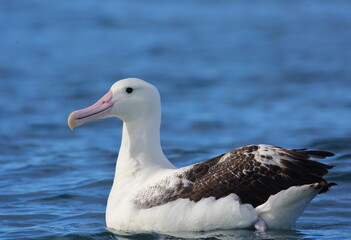 Close up view of an adult Royal Albatross (Diomedea epomophora) swimming in the South Pacific Ocean, with blue sea background; Taiaroa Head, Otago Peninsula, New Zealand