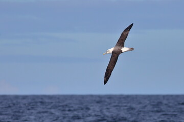 Fototapeta na wymiar Adult White-capped Albatross or White-capped Mollymawk (Thalassarche steadi or Thalassarche cauta steadi) flying over the sea, with blue sky and ocean background, at Taiaroa Head, in Otago, New Zealan