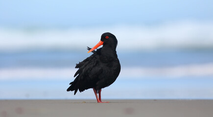 Variable oystercatcher - Haematopus unicolor, endemic to New Zealand, with special red bill and feet, grooming feathers on the beach in Dunedin, New Zealand, with blurred sea waves background 