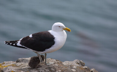 An adult Southern black-backed gull or Karoro (Larus dominicanus) stepping on a young bird unintentionally, with coastal rocks and blurred sea background, at Moeraki, in Otago, New Zealand