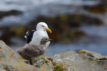 An adult Southern black-backed gull or Karoro (Larus dominicanus) feeding a young bird (see the regurgitated fish on the rock), blurred sea background, at Moeraki, in Otago, New Zealand