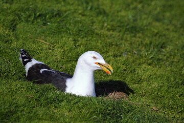 Close-up view of an adult Southern black-backed gull or Karoro (Larus dominicanus) sitting on its grass nest (incubating), at Moeraki, in Otago, New Zealand
