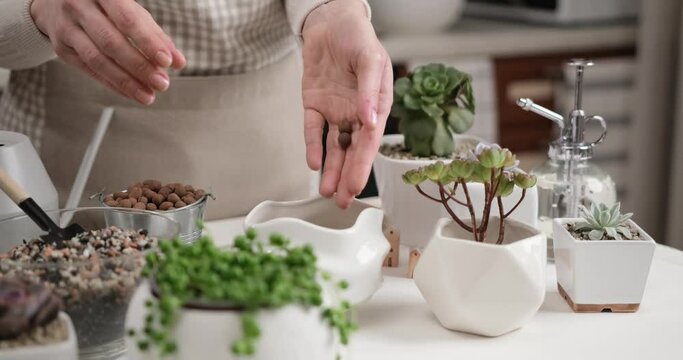 Woman pouring expanded clay into ceramic pot for Aeonium transplantation