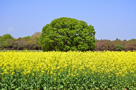 Canola flowers at Showa Kinen Park in Tachikawa City, Tokyo