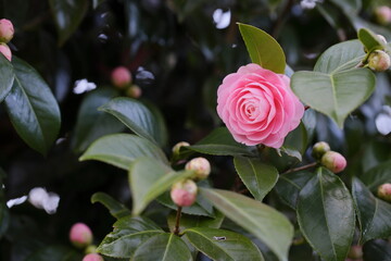 一輪のピンクのツバキ