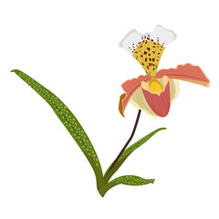 Hand-drawn illustration of orchid flowers. Color vector illustration of an orchid on a white background. Flowering plant with buds, stem, green leaves