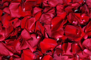 Flat lay of red rose petals as background