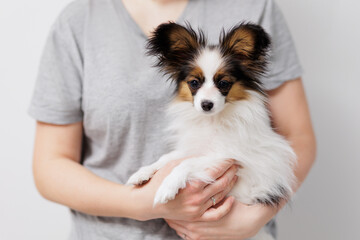 Woman holding tricolor papillon puppy on hands
