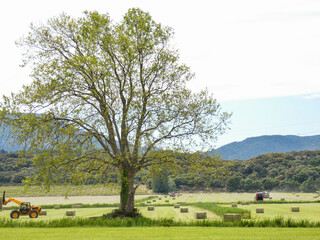 Fototapeta na wymiar Magnificent landscape in the Alpilles in Provence in France with a beautiful and large tree that stands in the middle of meadows on which agricultural machinery is working to produce bales of hay