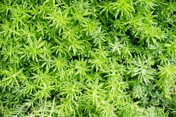 Beautiful nature Grass for background.
