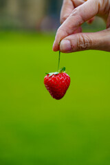 strawberry
