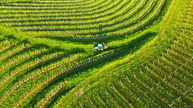 Aerial drone 4K footage of a tractor driving in vineyards during the morning sunrise. Prlekija is a picturesque region in northeastern Slovenia known for its rolling hills and lush vineyards.