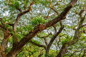 Abstract image of tree trunks and leafs with morning sunlight. Crown shyness phenomena. Green nature.