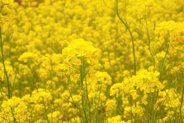 Obraz premium 菜の花