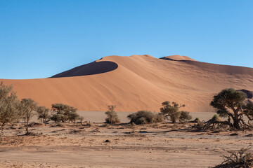 Fototapeta na wymiar Landscape shot of the sand dunes and scattered trees near Sossusvlei, Namibia