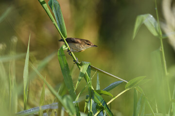 Slightly wet adult Australian Reed-warbler perched missing tail feathers looking for food early morning light  