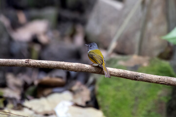 Grey-headed canary-flycatcher or Culicicapa ceylonensis seen in Rongtong, India