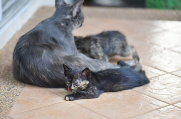 A cute little kitten is naughty,select focus.