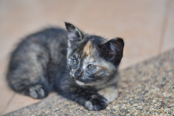 A cute little kitten is naughty,select focus.