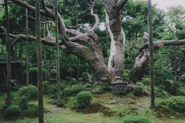 tree in the forest japan