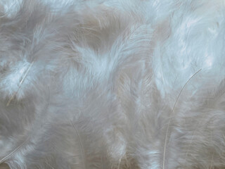abstract textured background delicate grey beautiful feathers