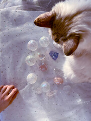 Cat selects crystals and does mineral healing session.