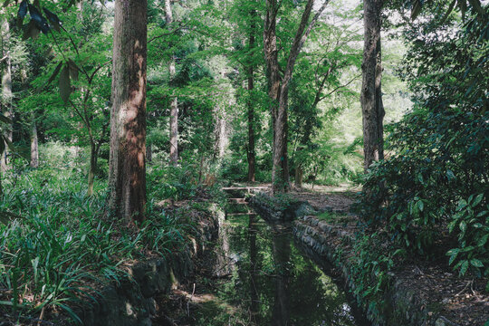 path in the forest © hyeon