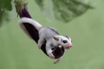 A young sugar glider resting on a purple eggplant. This marsupial mammal has the scientific name...