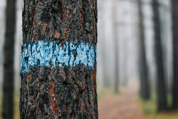 Close-up of a blue trail marker against a foggy forest backdrop
