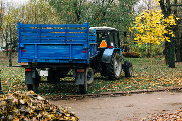 Blue tractor with trailer in an autumn park. Harvesting Autumn Leaves