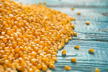 Corn seeds. Pile of raw corn grains is turning closeup on blue rustic wood. Husbandry. Yellow maize, Zea mays particles poured. View from above. Organic production. Food video background