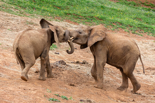 Young African elephants competing with each other. African loxodonta. Cabárceno Nature Park, Cantabria, Spain.