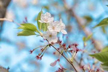 満開を抜けて葉桜へ・・・
