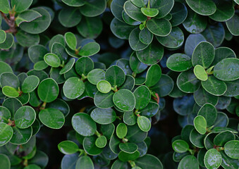 Round green leaves with water droplets on them.