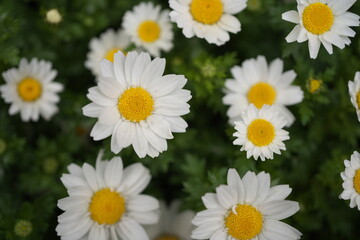 春・デージーの花