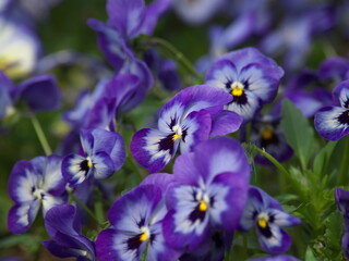 春を告げるパンジーの花
