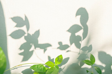 Leaf shadow and sunshine reflection. Green plant leaves and gray darkness with shade, light, lighting on concrete wall, wallpaper. Shadows overlay effect background