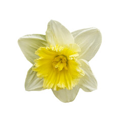 Flower of a daffodil top view isolated on a white background, white and yellow large cup flowers narcissus, cultivar