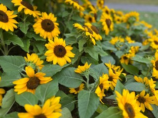 sunflowers in the garden