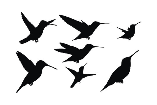 Hummingbird flying silhouette set on a white background. Hummingbirds in different positions flying and sitting silhouette collection. Wildlife bird icons silhouette bundle design.