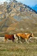 Fototapeta na wymiar beautiful cows graze in the mountains