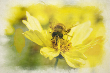 Bee, or Honeybee digital watercolour painting. Apis Mellifera collecting pollen from a yellow flower.
