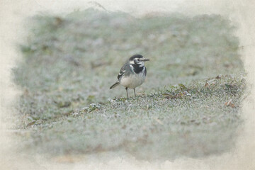 Digital watercolour painting of a Pied Wagtail, Motacilla Alba Yarrellii on frozen grassland.