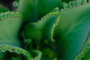 Kalanchoe Daigremontiana, mother of thousands, alligator plant is a succulent plant native to Madagascar. It can propagate vegetatively from plantlets that develop on its leaf margins. Toxic steroid.
