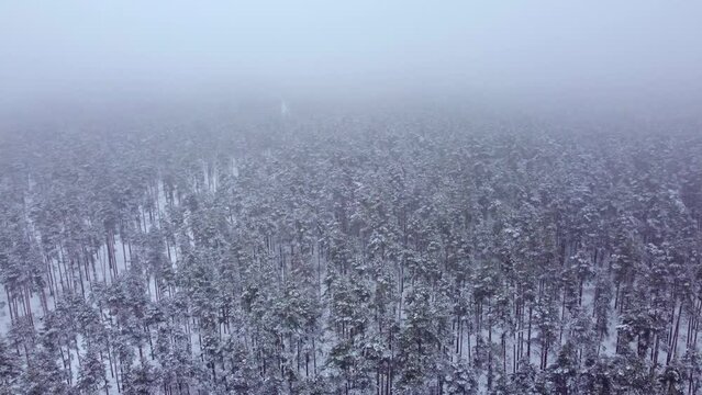 Aerial view of white winter wonderland forest while snowing circle pan, day