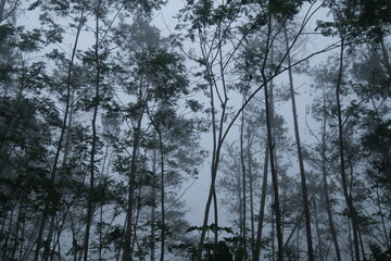 fog in the pine forest. a pine forest that gets misty when it rains. the forest looks mystical.