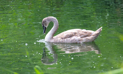 The gray swan swims in the water of the lake