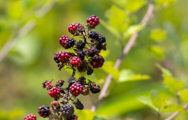 Black blackberries in nature. Close-up.